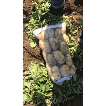 唐山玉田土豆白菜甘藍蘿卜生姜大蔥大蒜洋蔥冬瓜