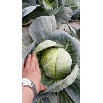 唐山玉田土豆白菜甘藍蘿卜生姜大蔥大蒜洋蔥冬瓜