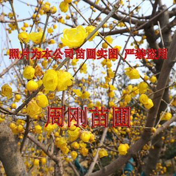 蘇州臘梅花、臘梅樹種植基地、素心臘梅、別墅庭院綠化工程