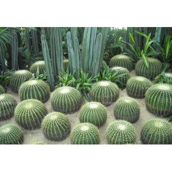 肯尼亞塊根植物進(jìn)口清關(guān)到國內(nèi)流程/報關(guān)公司