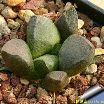 韓國植物整柜報關(guān)進(jìn)口