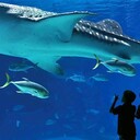 大連新海景海洋工程有限公司潛水館規(guī)劃設(shè)計(jì)施工