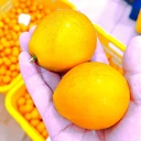 融安脆蜜金柑苗原產(chǎn)地苗圃直發(fā)全國(guó)