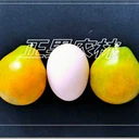 融安基地直發(fā)脆蜜金柑帶果大苗-融安正果農(nóng)林