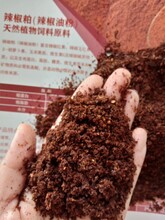 供應粉碎辣椒油渣蛋雞飼料原料發(fā)酵辣椒粕辣椒油粉圖片