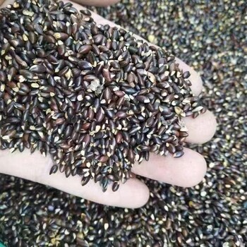 小葉蚊母種子，盆景植物蚊母種子供應(yīng)信息
