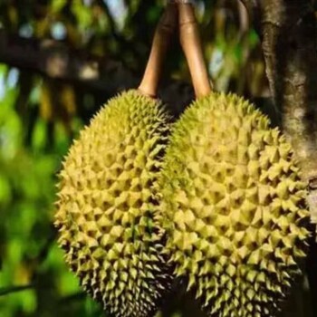 孟加拉進(jìn)口活體黃鱔廣州報(bào)關(guān)報(bào)檢如何收費(fèi)