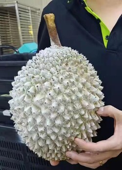 埃及蒔蘿粉進口商檢，廣州黃埔港進口食品報關(guān)代理