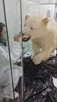 上門修復動物標本除蟲護理仿真動物標本訂制