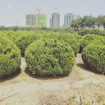 河北張家口龍柏球基地龍柏球批發(fā)基地