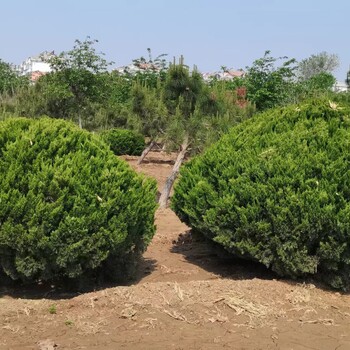 河北迁安龙柏球龙柏球种植基地