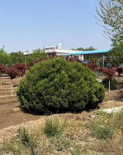 山東臺兒莊區(qū)龍柏種植基地地址