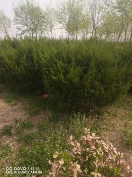 山东禹城龙柏种植基地