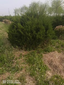 河北秦皇島龍柏球龍柏球苗木基地