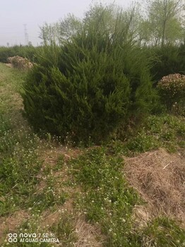 山东岚山区龙柏种植基地地址