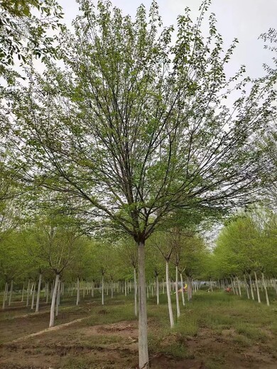 山东青岛车梁木基地车梁木树种植基地