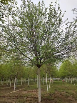 山东东营车梁木基地批发车梁木树培育基地