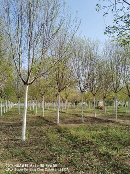 山东济南车梁木基地车梁木繁育基地