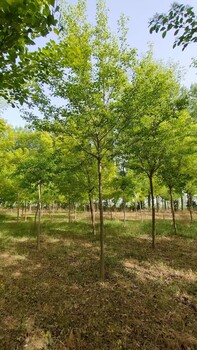 山東車梁木樹基地車梁木樹繁育基地