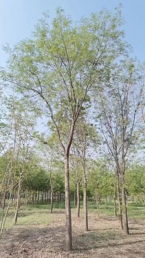 山東青島黃連木產(chǎn)地黃連木培育基地