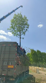 山東煙臺萊州黃連木種植基地