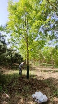 山东济南黄连木产地黄连木种植基地