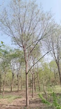 山東德州禹城黃連木苗圃基地