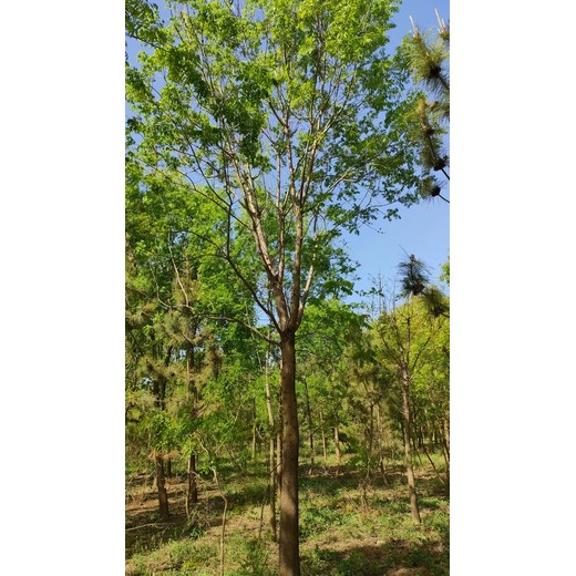 山東即墨黃連木生產(chǎn)基地