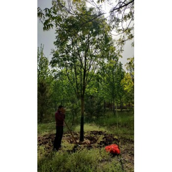 山东济宁市中区黄连木苗圃基地