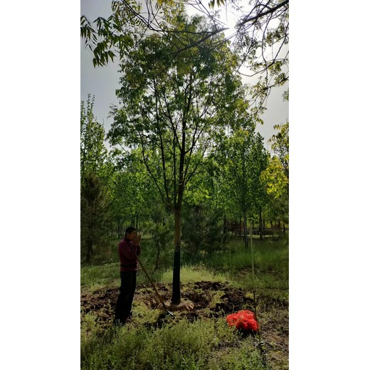 山东聊城高唐黄连木种植基地