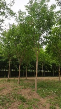 山東德州夏津黃連木苗圃基地