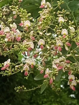 山西阳泉聊红槐树基地_聊红槐种植基地