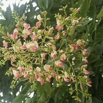 聊城聊红槐树基地_聊红槐种植基地