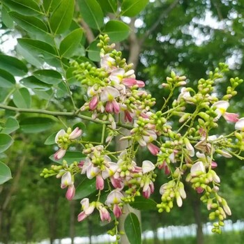 山东垦利聊红槐树基地_聊红槐苗圃基地