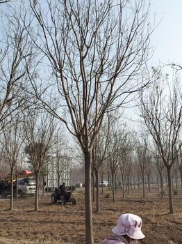 河北承德聊红槐基地_聊红槐种植基地