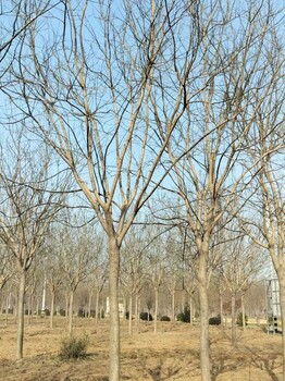 聊城聊红槐树基地_聊红槐种植基地