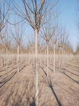 山东诸城聊红槐基地_聊红槐种植基地