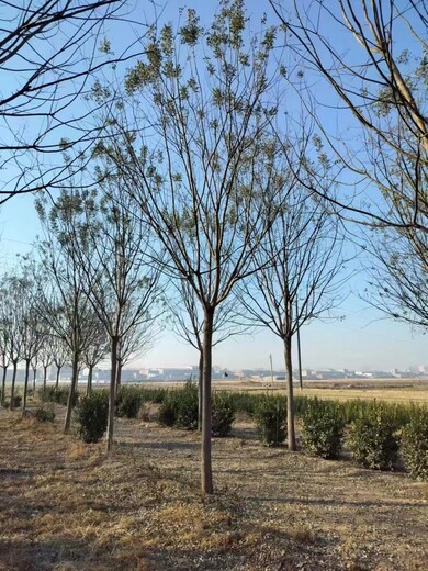 河北廊坊聊紅槐樹基地_聊紅槐苗木基地