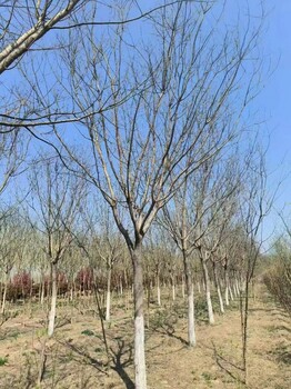 山西阳泉聊红槐树基地_聊红槐种植基地