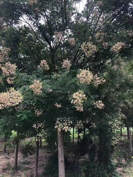 山东垦利聊红槐树基地_聊红槐苗圃基地