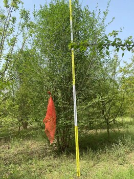 新疆克孜勒蘇柯爾克孜叢生榆樹基地