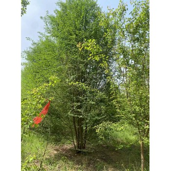 內(nèi)蒙古烏蘭察布叢生榆樹苗圃基地