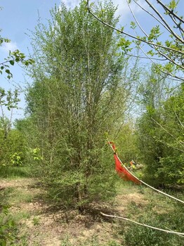 内蒙古赤峰丛生榆树基地