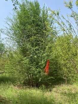 河南鄢陵縣叢生榆樹種植基地