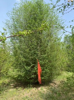 天津河北丛生榆树种植基地