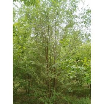 內(nèi)蒙古烏蘭察布叢生榆樹苗圃基地