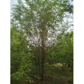 山東日照叢生榆樹種植基地