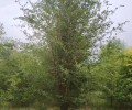 新疆博尔塔拉丛生榆树种植基地