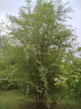 內(nèi)蒙古烏蘭察布叢生榆樹苗圃基地