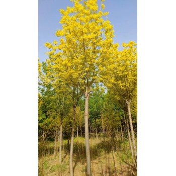 山東煙臺(tái)萊州金葉白蠟苗木基地供應(yīng)